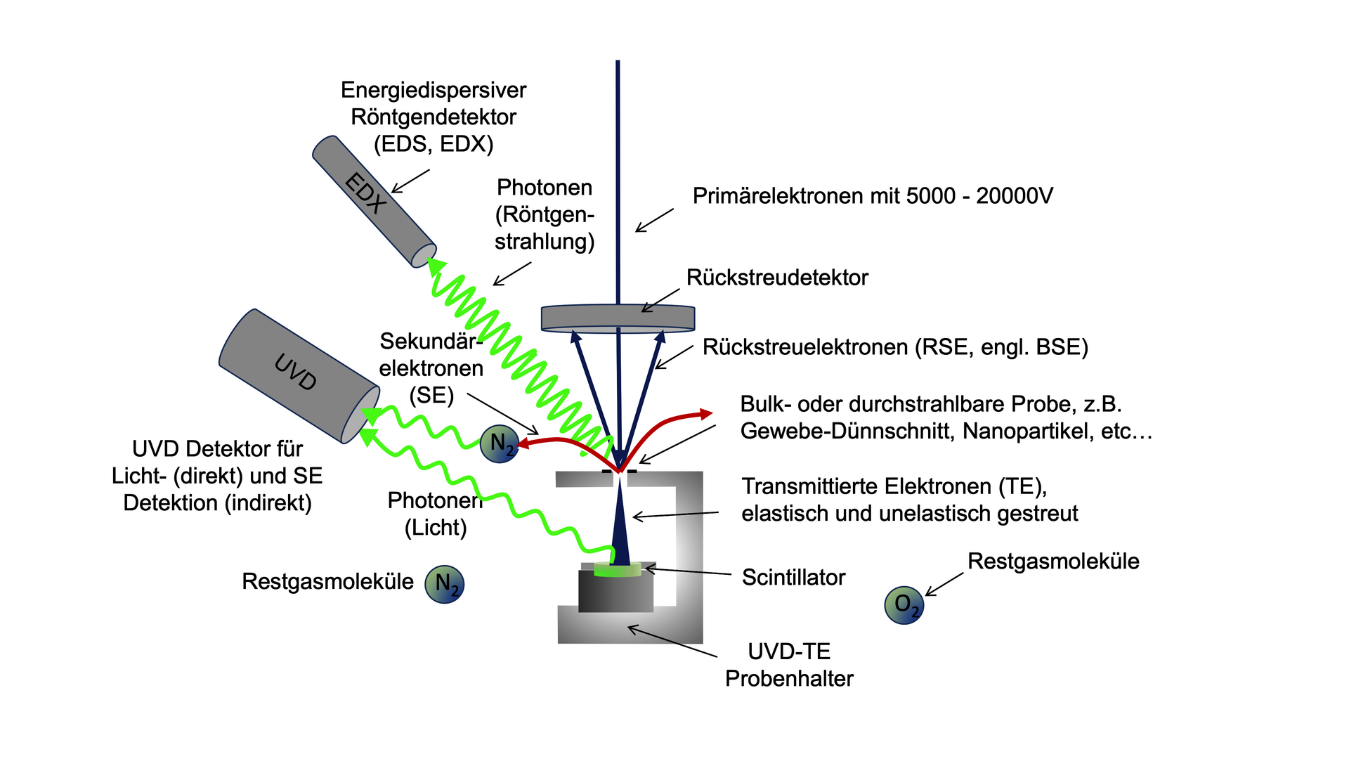 Schematische Zeichnung eines Rasterelektronenmikroskops, das auch transmittierte Elektronen detektieren kann. Vom Objekt ausgehend, können auf einem Rückstreudetektor Rückstreuelektronen gemessen werden, mit einem energiedispersiven Röntgendetektor (EDS, EDX) werden Photonen detektiert. Darunter ist ein 