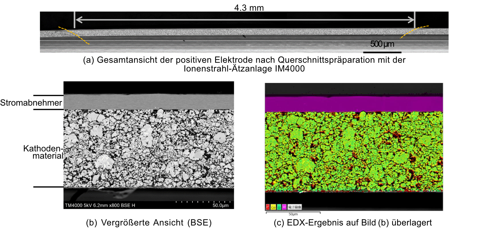 Aus drei Aufnahmen zusammengesetztes Bild: Die erste ist eine schwarz-weiß-Aufnahme eines langen, flachen Objekts von 4,3 Millimetern Länge, Beschriftung: 